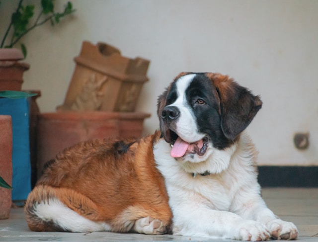 A large Saint Bernard with classic brown and white markings resting on green lawn